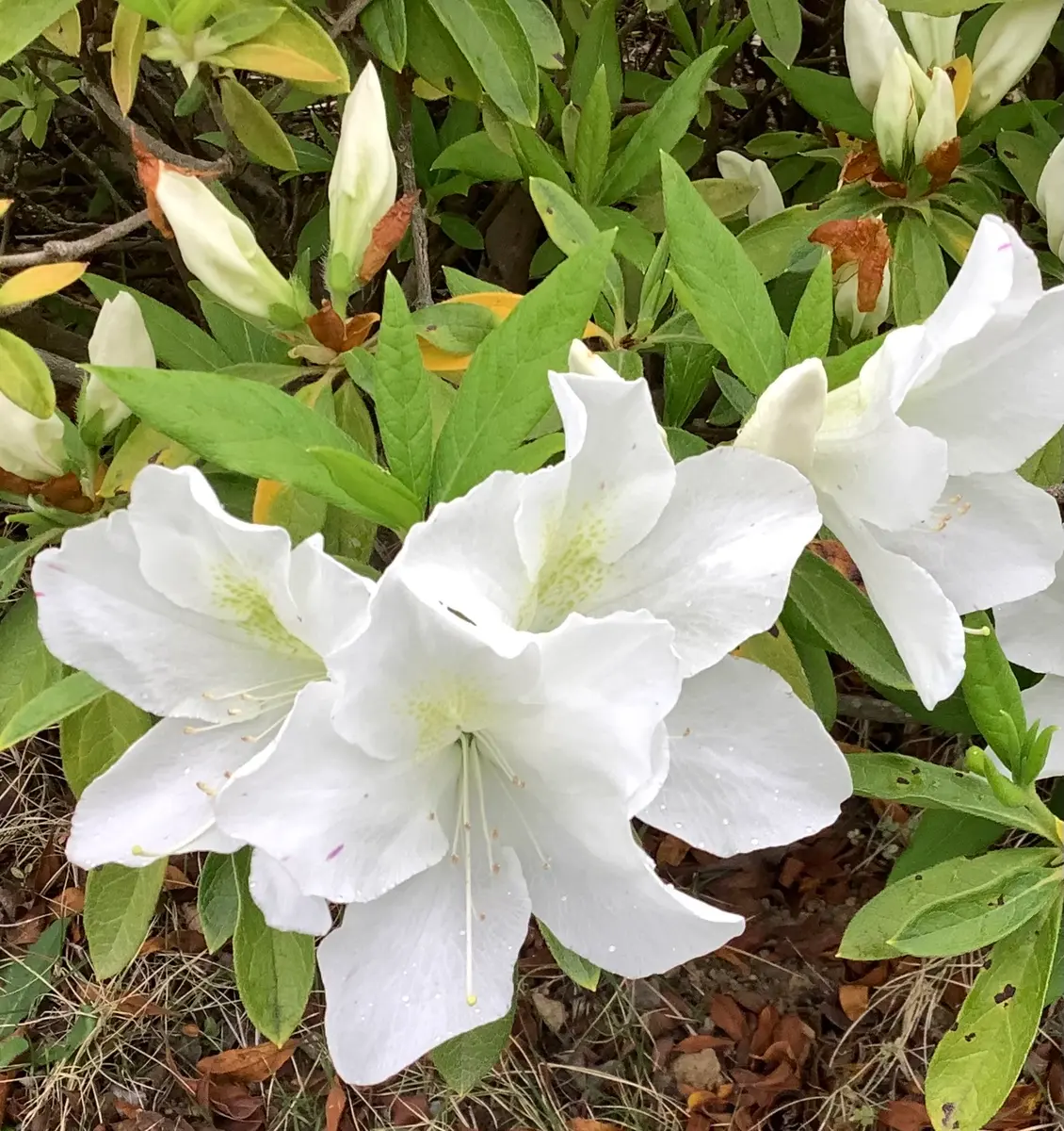 咲き始めた白い花🌿｜園芸日記byママりんた｜みんなの趣味の園芸｜1194396