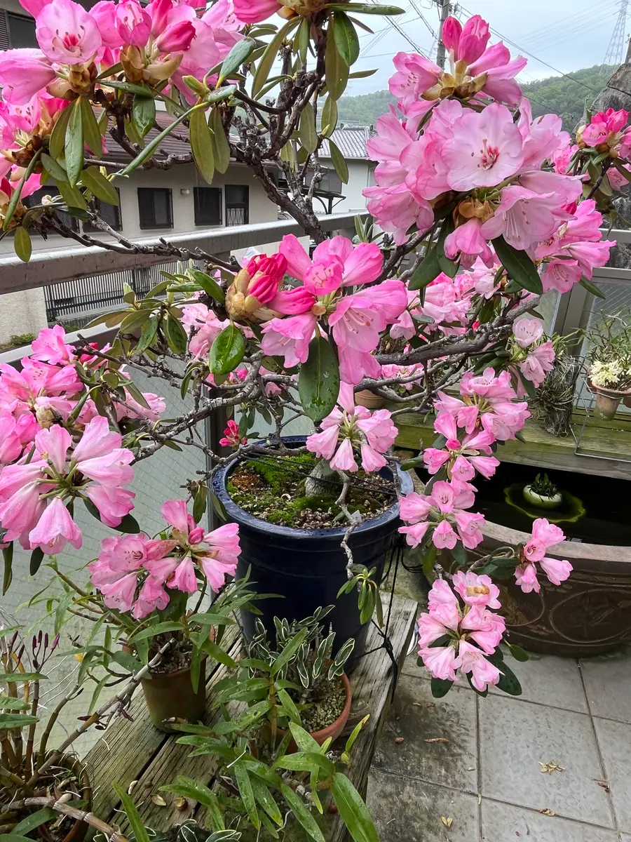セツコクと石楠花｜園芸日記byやまがら｜みんなの趣味の園芸｜1194406