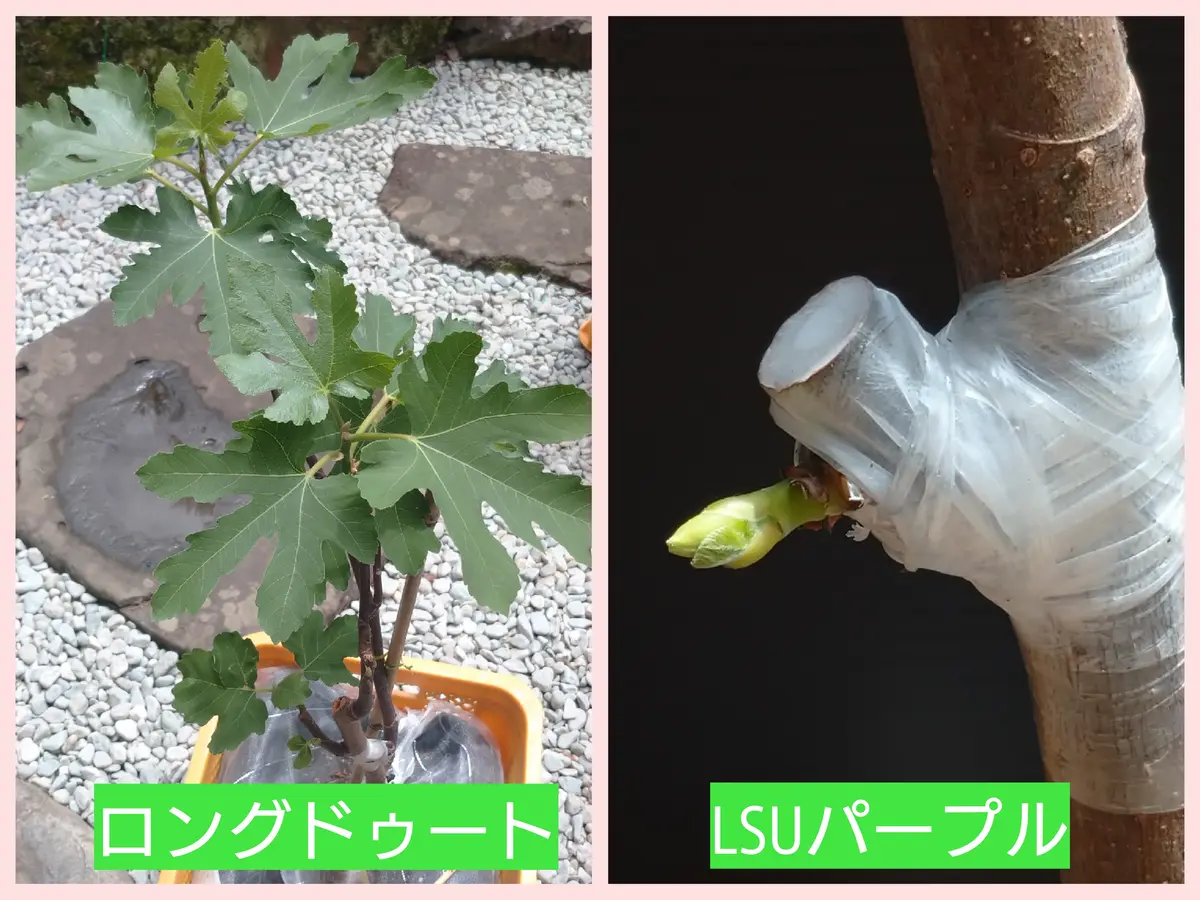 🍐イチジク【カクテルツリー】｜園芸日記bymtaka｜みんなの趣味の園芸