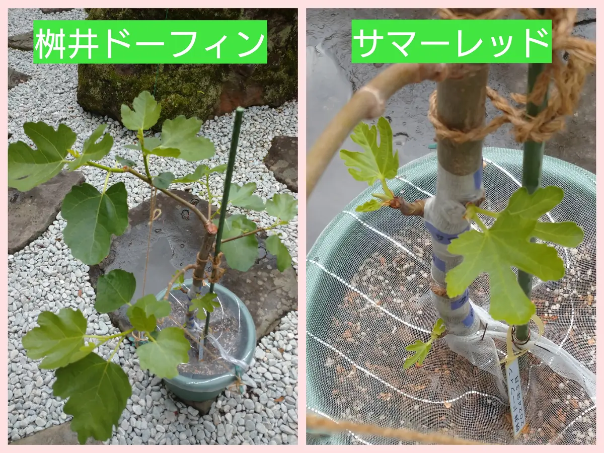🍐イチジク【カクテルツリー】｜園芸日記bymtaka｜みんなの趣味の園芸