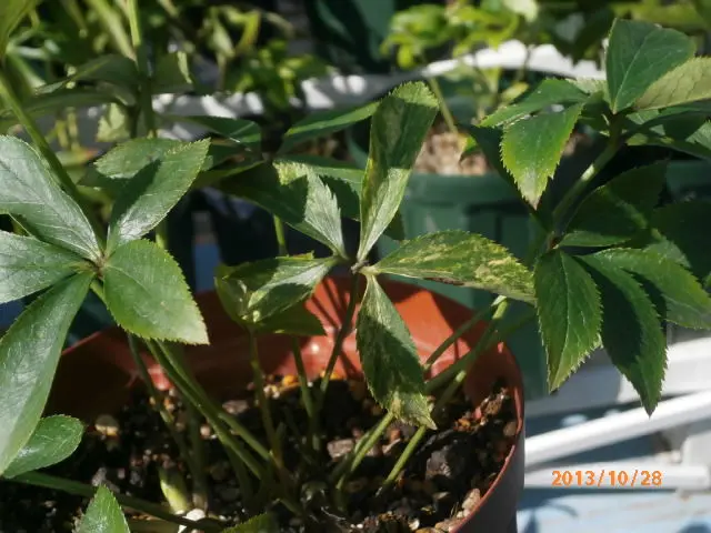 突然変異の斑入り｜園芸日記byみゆき｜みんなの趣味の園芸｜119476