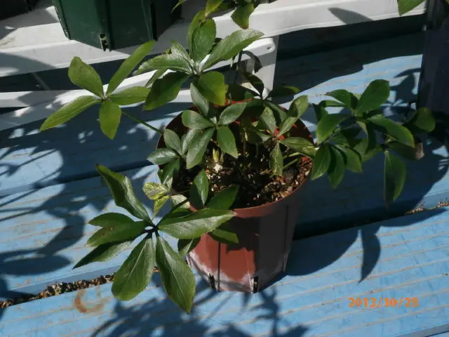 突然変異の斑入り｜園芸日記byみゆき｜みんなの趣味の園芸｜119476