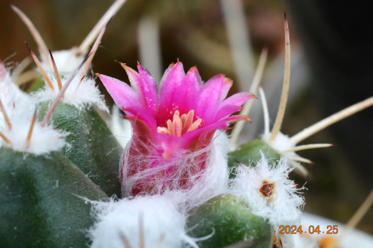ロビオプシスのピンク大輪花 | サボテンと写真 サボテン ブカレンシス