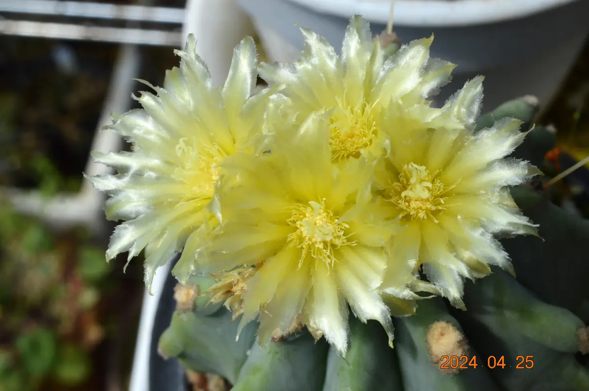 サボテン 刺無王冠竜 5号 逸品 本物 観葉植物 王冠竜 さぼてん