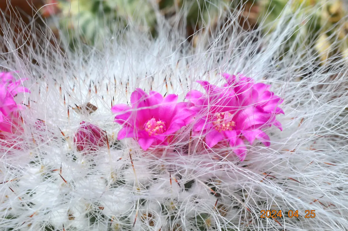 Amazon.co.jp: マミラリア 玉翁殿 Mammillaria hahniana f