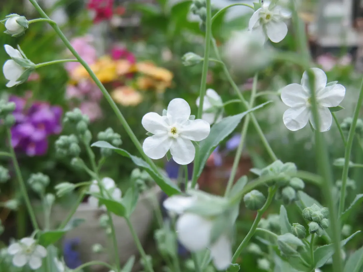 庭の花｜園芸日記byらぶち｜みんなの趣味の園芸｜1194955
