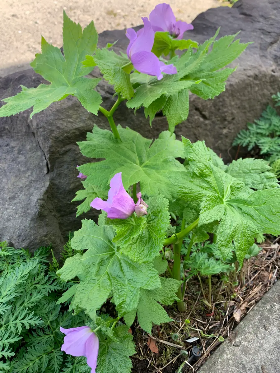 山野草が次々開花｜園芸日記byまゆ 71152｜みんなの趣味の園芸
