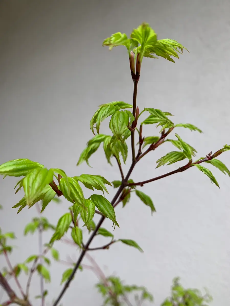 イロハモミジの新芽｜園芸日記by猫あじさい｜みんなの趣味の園芸