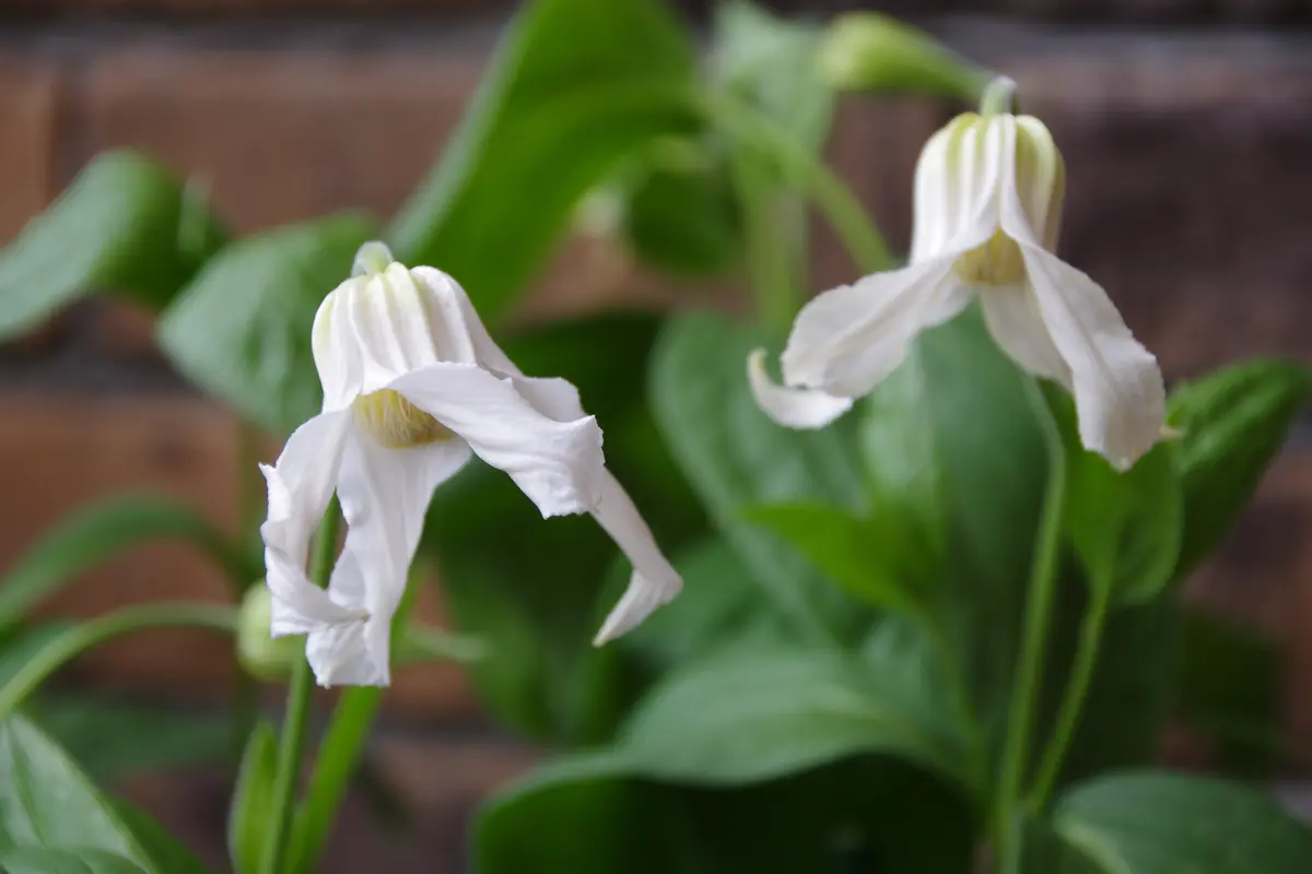 クレマチス“白麗”が咲きました。｜園芸日記byHiyamaローズガーデン