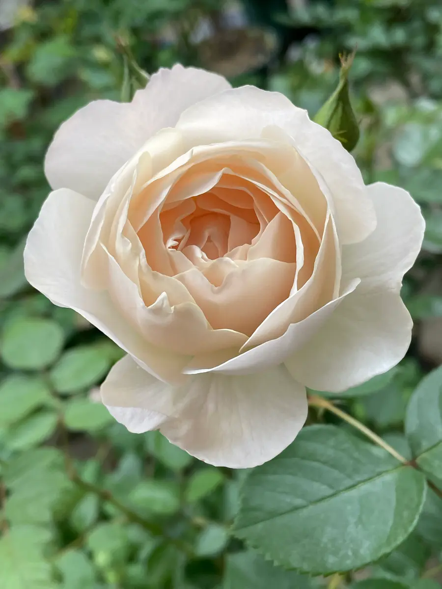 ももちゃん様専用 薔薇額他2点