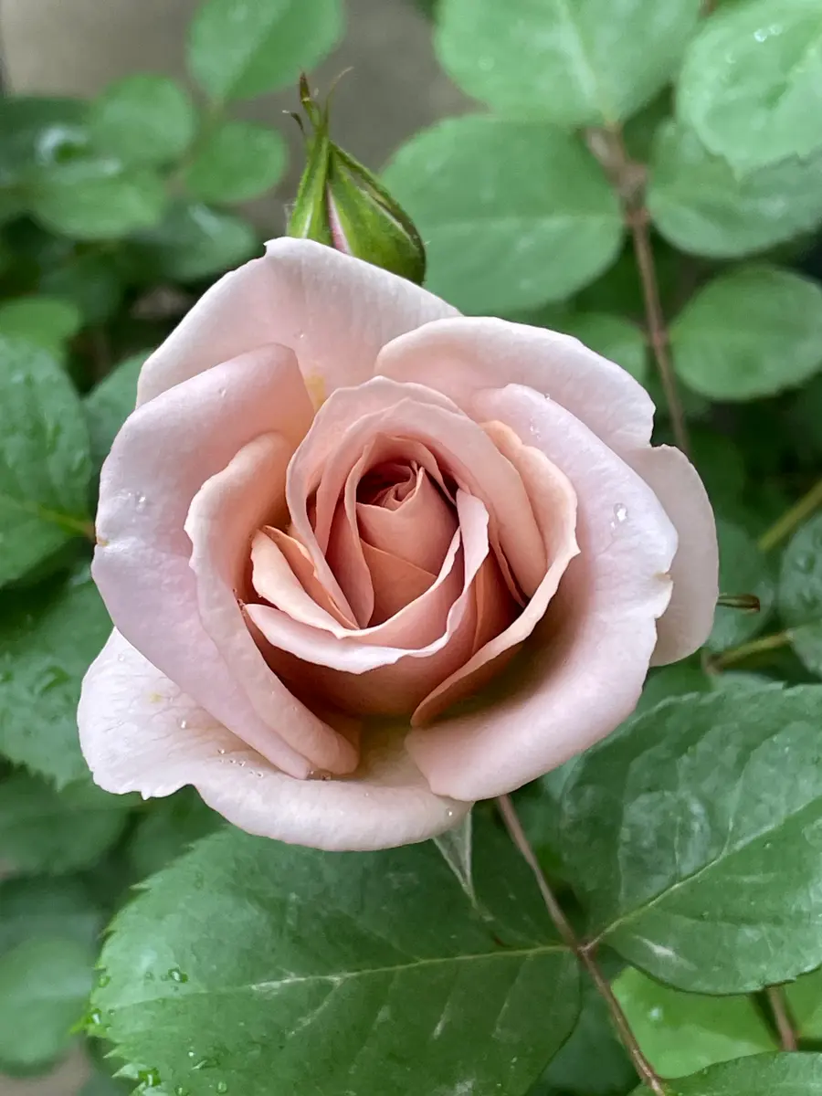 ももちゃん様専用 薔薇額他2点
