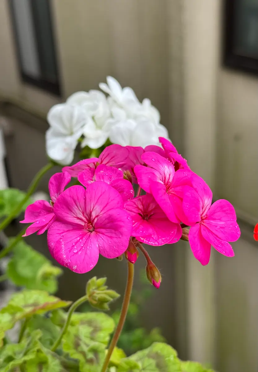 赤と白のゼラニウム 今朝のゼラニウム｜園芸日記byMemoryofHappyRose｜みんなの趣味