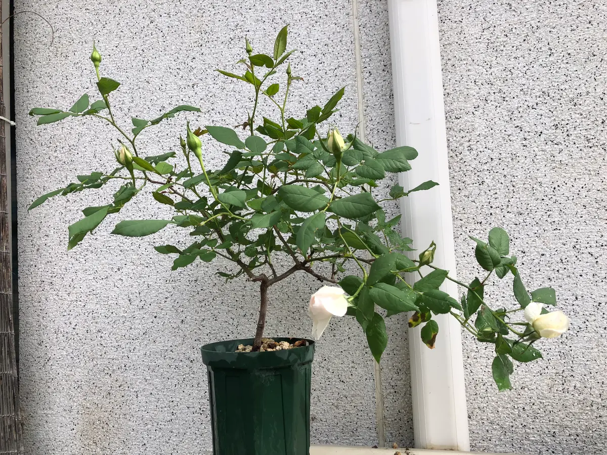 🌹バラのなんちゃってスタンダードっぽい挿し木苗|園芸日記byお 🌹バラのなんちゃってスタンダードっぽい挿し木苗|園芸日記byお