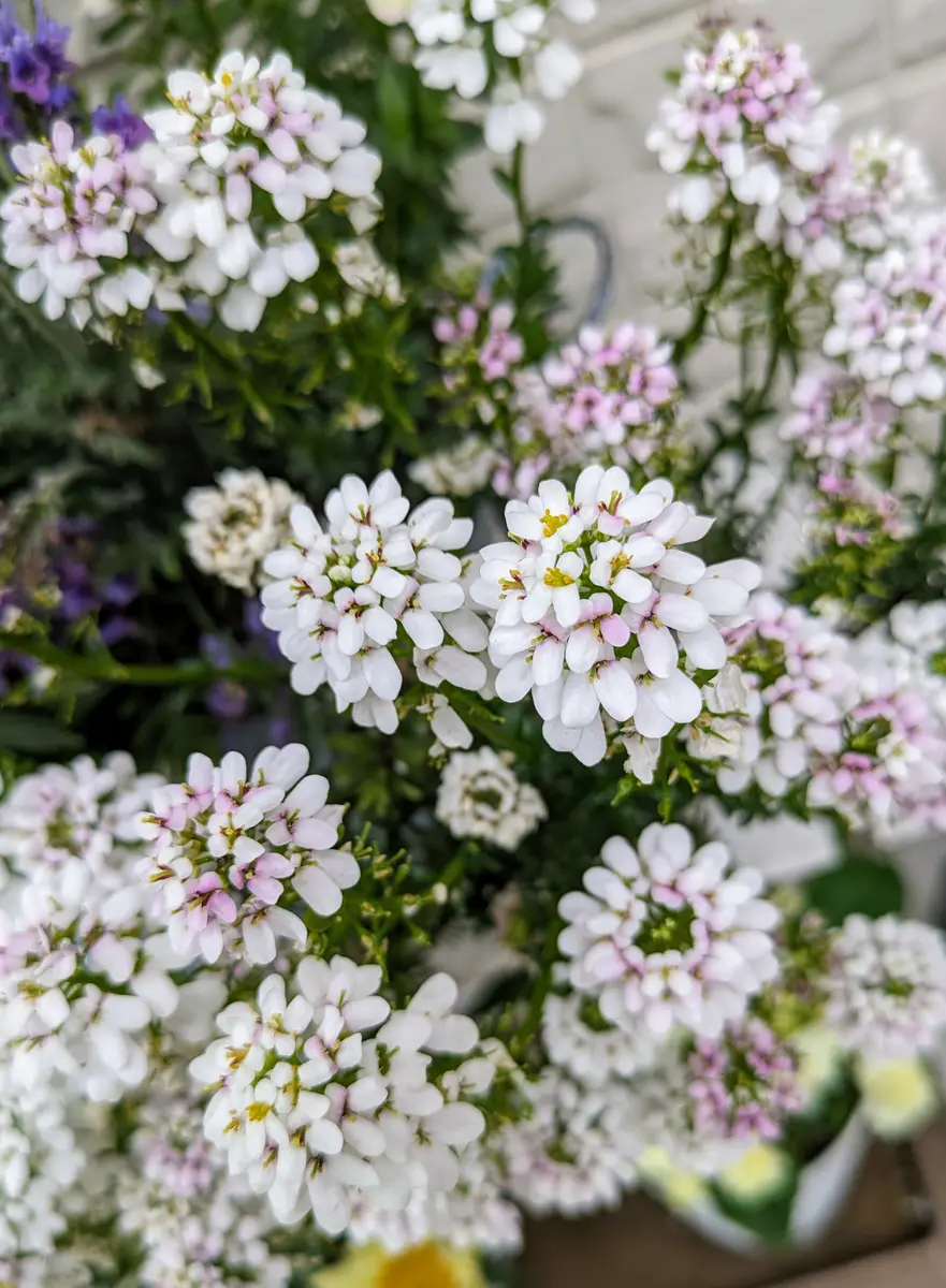 白い花｜園芸日記byひろガーデン｜みんなの趣味の園芸｜1195648