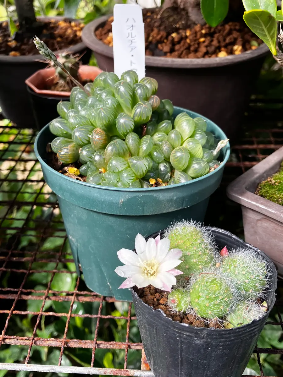 新入りのハオルチアと花サボ｜園芸日記by花柘榴｜みんなの趣味の園芸