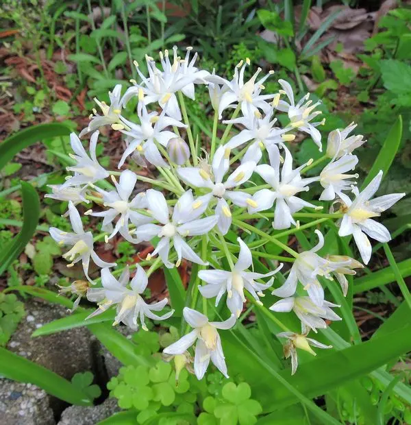 【あす楽対応】 アセビ 白花 126 （シラーの日記一覧|ほんわか猫さんの園芸日記 常緑樹