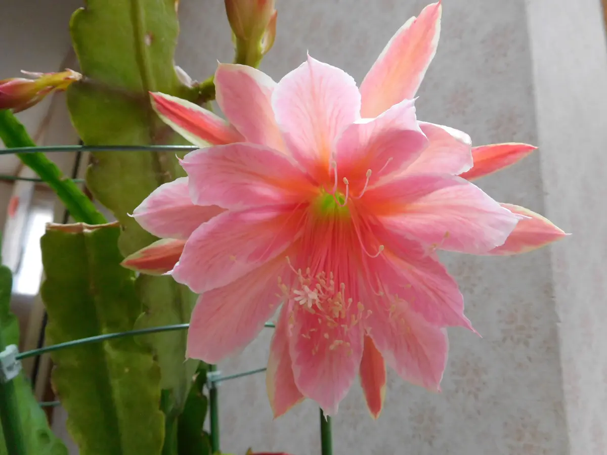 クジャクシダの苗 大株 抜き苗 クジャクサボテン千葉の宴 抜き苗1本