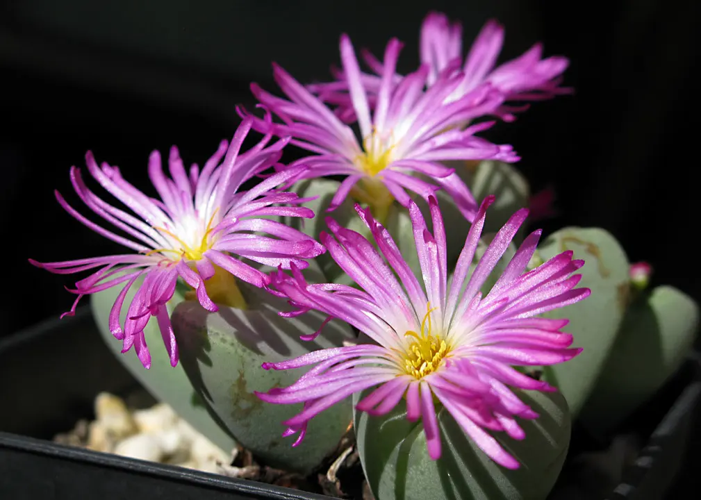 開花しているコノフィツム｜園芸日記byconocono｜みんなの趣味の園芸