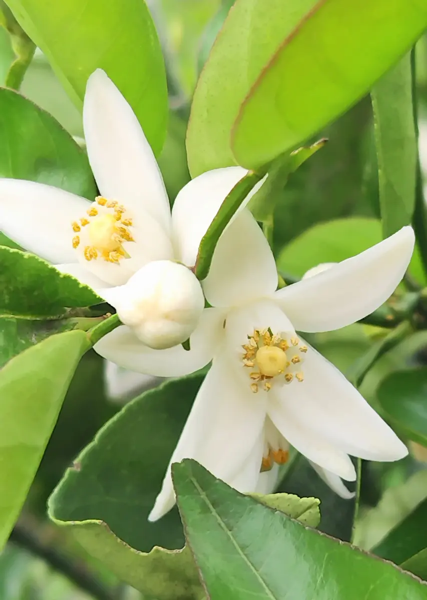 すだちの花の開花〔写真1枚目〕-jictenkoさんの日記｜みんなの趣味の