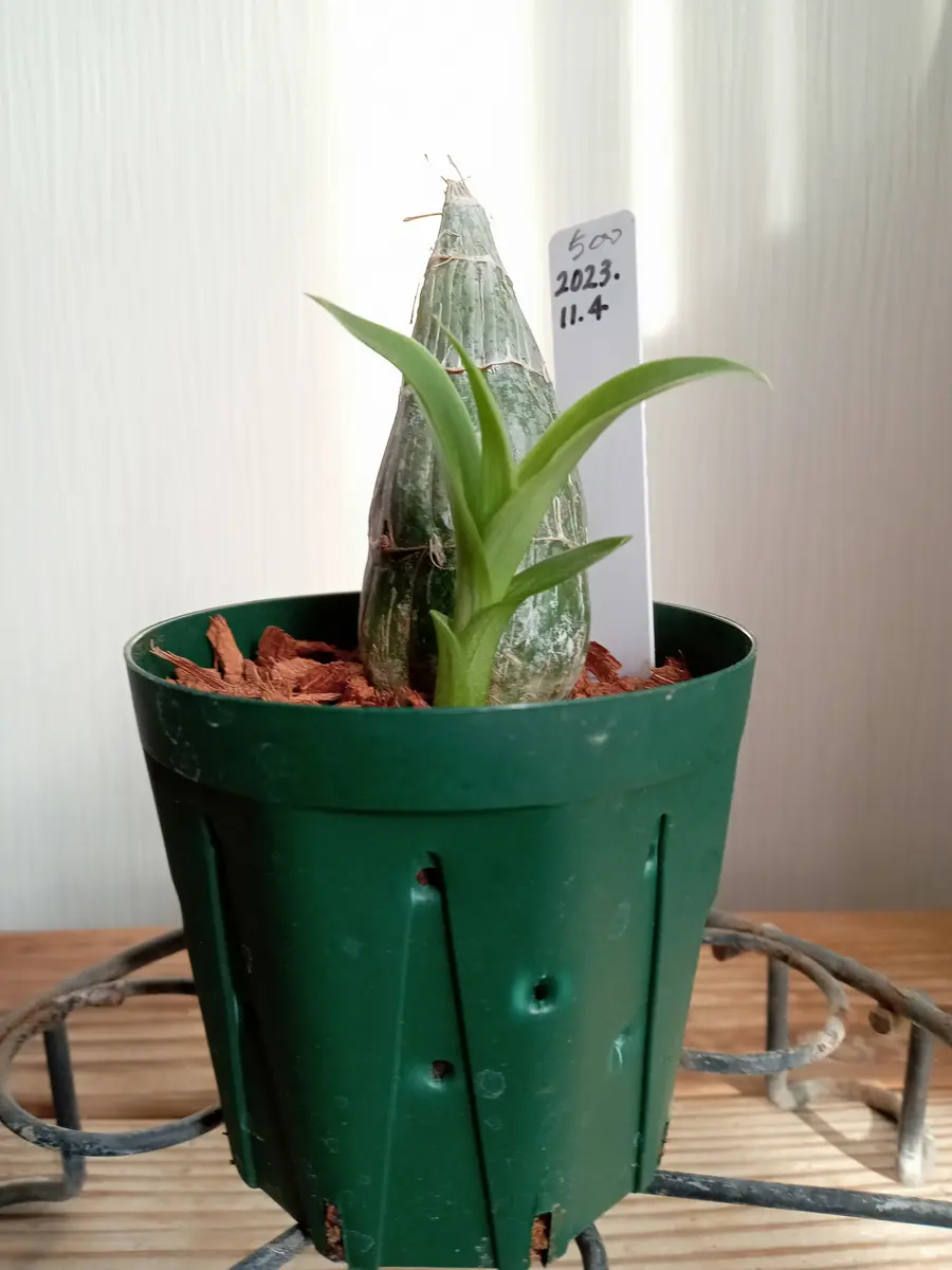 タケノコ蘭が咲きました🌼｜園芸日記by塔ノ岳｜みんなの趣味の園芸