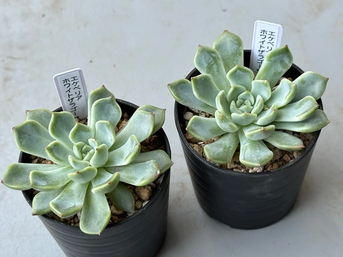 多肉植物　エケベリア　45.ホワイトザラゴーサ×コロラータタパル 多肉植物 エケベリア 45.ホワイトザラゴーサ×コロラータタパル 多肉