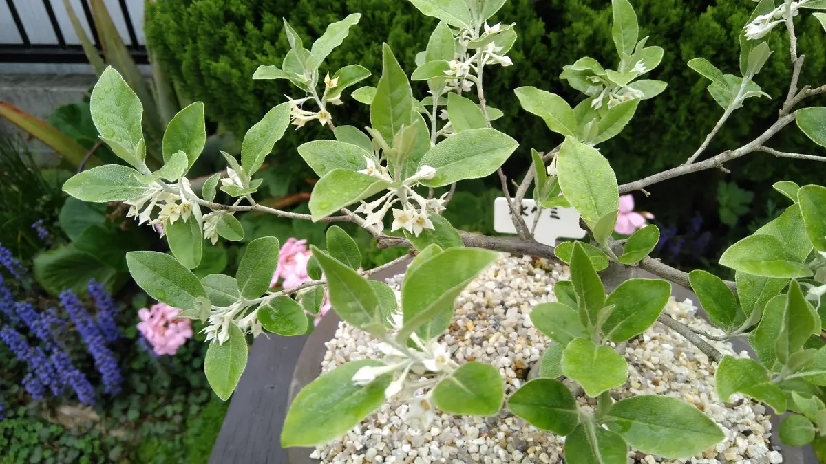 檜（ヒノキ）盆栽 SS011 檜 桧 ヒノキ 盆栽 津山ヒノキ｜石木花｜SEKIBOKKA