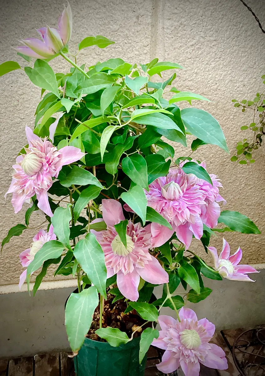 クレマチス・水面の妖精が開花してました。 と、ジョセフィーヌ全景