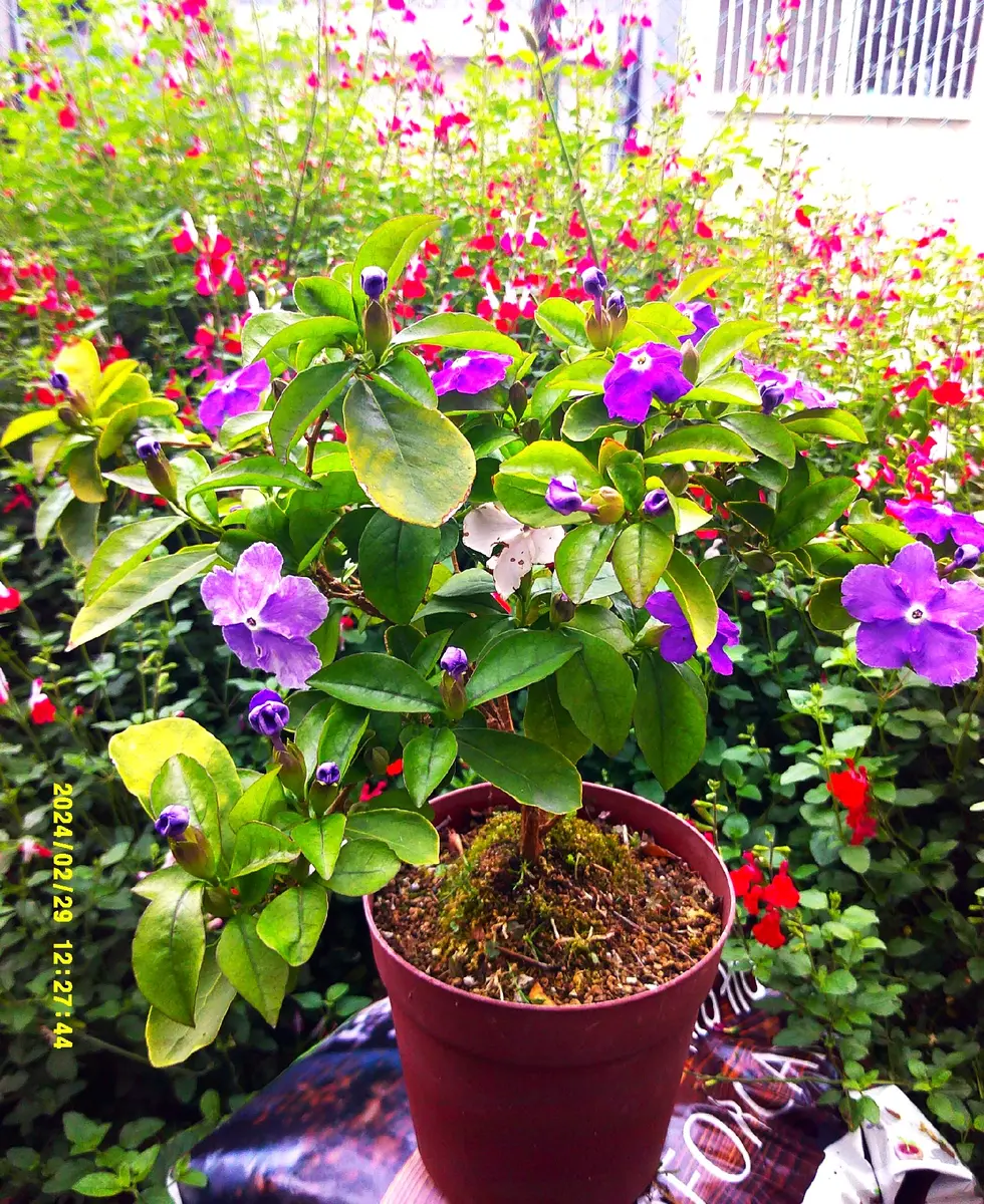 観葉植物(鉢植) ニオイバンマツリ　大株 観葉植物(鉢植) ニオイバンマツリ 大株