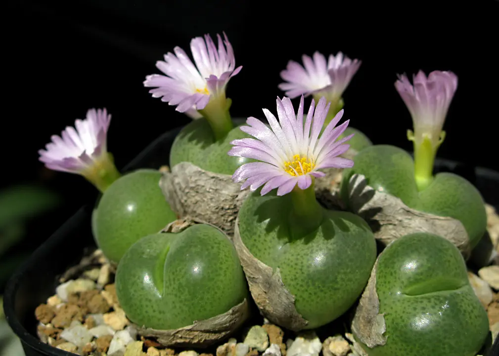 コノフィツム　crateriforme CR1427 群生株 コノフィツム crateriforme CR1427 群生株 コノフィツム