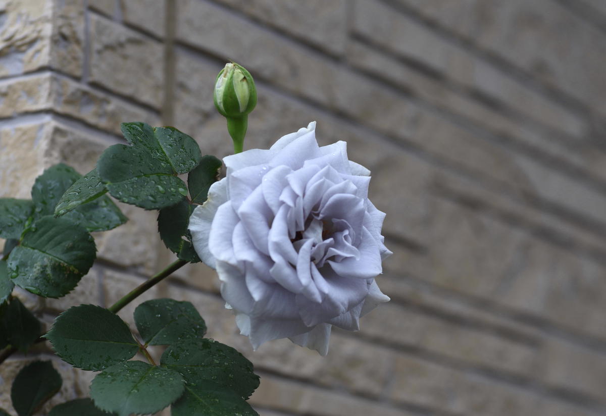 グレー猫ちゃんとメタリックなブルー系薔薇の花畑のハートトップボールペン❤ ここ数日の庭のお花たち5｜園芸日記by英（はな）のおばちゃん