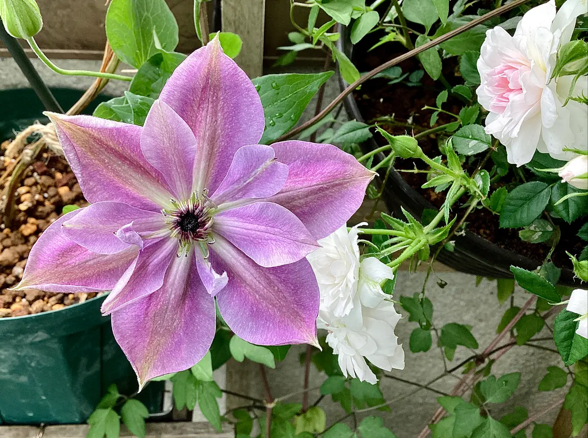 クレマチス・絢爛の舞が今年も2色咲きました‼︎と、クレマチス