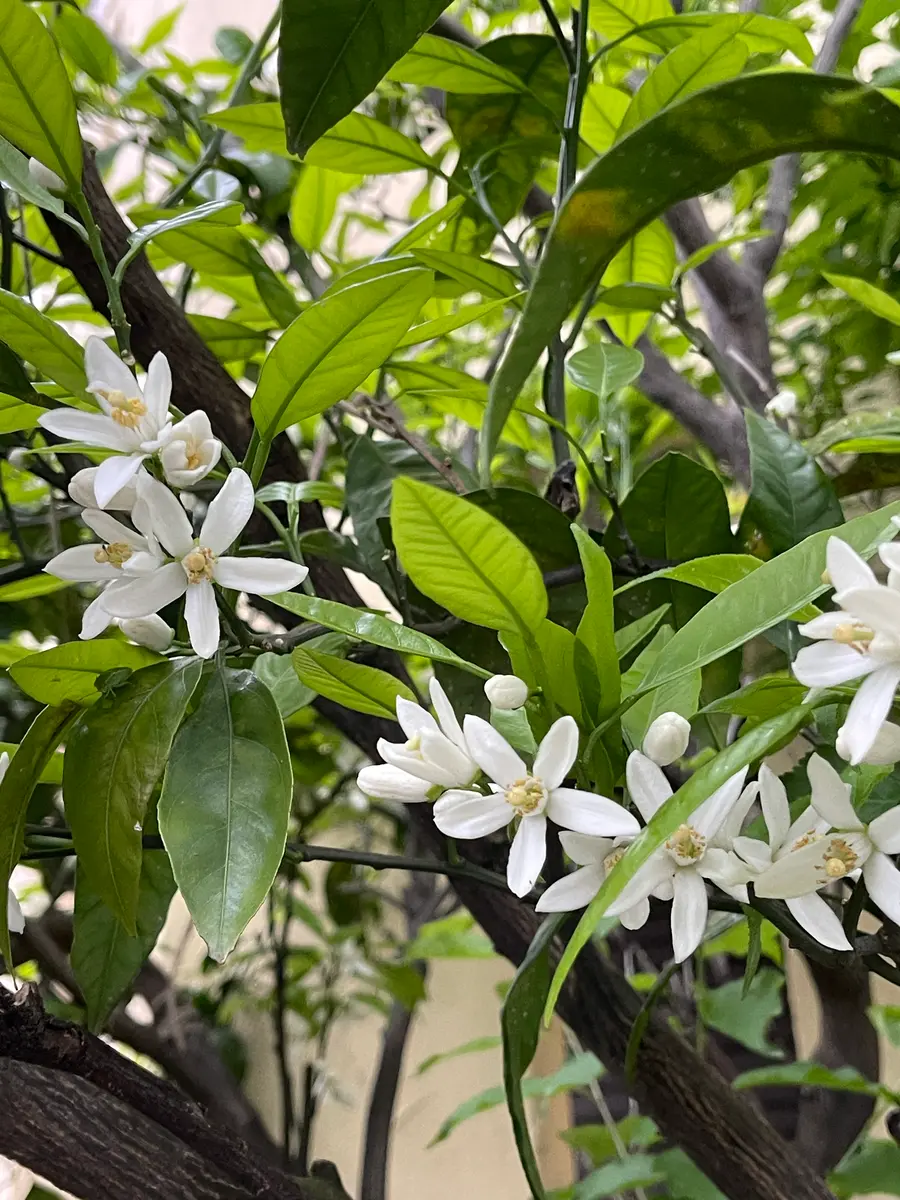 みかんの花｜園芸日記byハゼラン｜みんなの趣味の園芸｜1197697