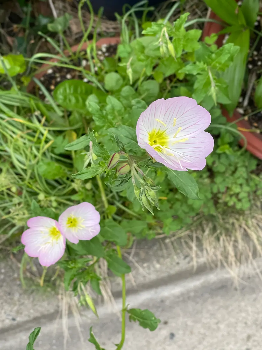 みかんの花｜園芸日記byハゼラン｜みんなの趣味の園芸｜1197697