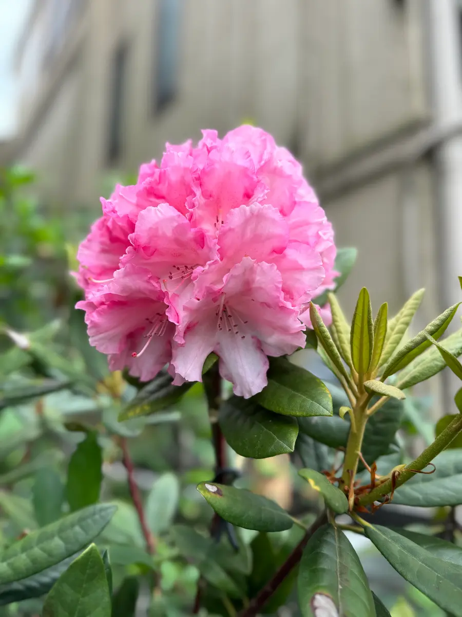 庭の石楠花が満開に？｜園芸日記byMemoryofHappyRose｜みんなの趣味の