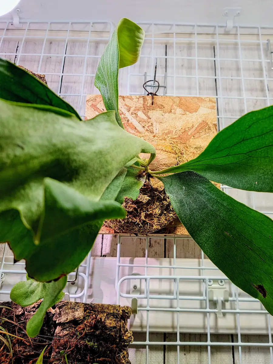 ドリフト12/1(日)ドリフティングカップチケット2枚駐車券付明日まで出品