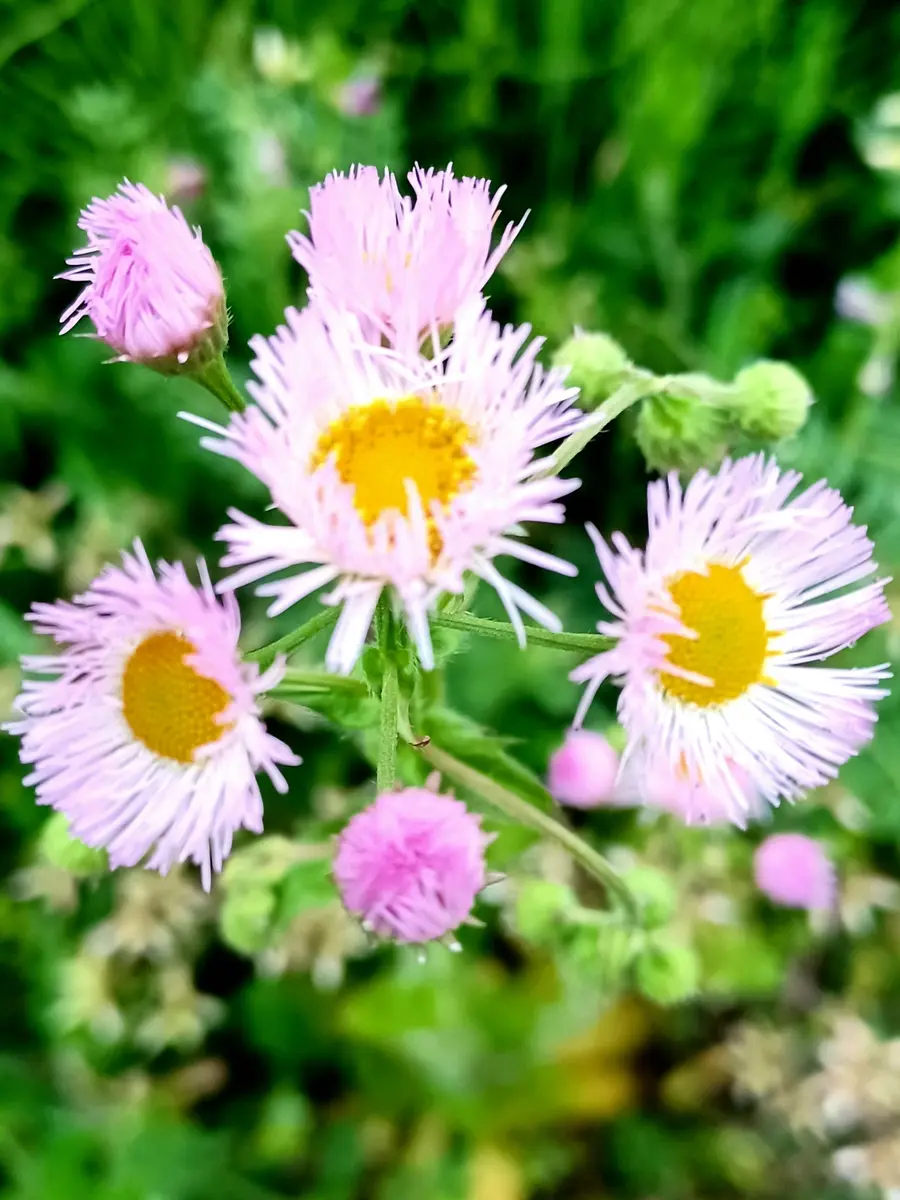 花ものがたり 春 | 立原 えりか |本 | 通販 | Amazon