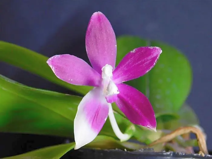 価格変更‼️胡蝶蘭原種　Phal.Speciosa　スペシオサ開花株（コルク着生） 価格変更‼️胡蝶蘭原種 Phal.Speciosa スペシオサ開花株（コルク