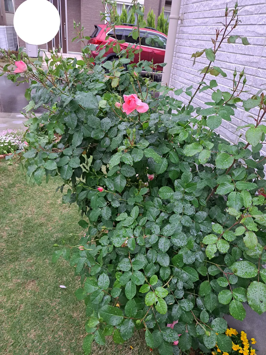 今日の雨で薔薇達が～｜園芸日記byぎばち｜みんなの趣味の園芸｜1197995