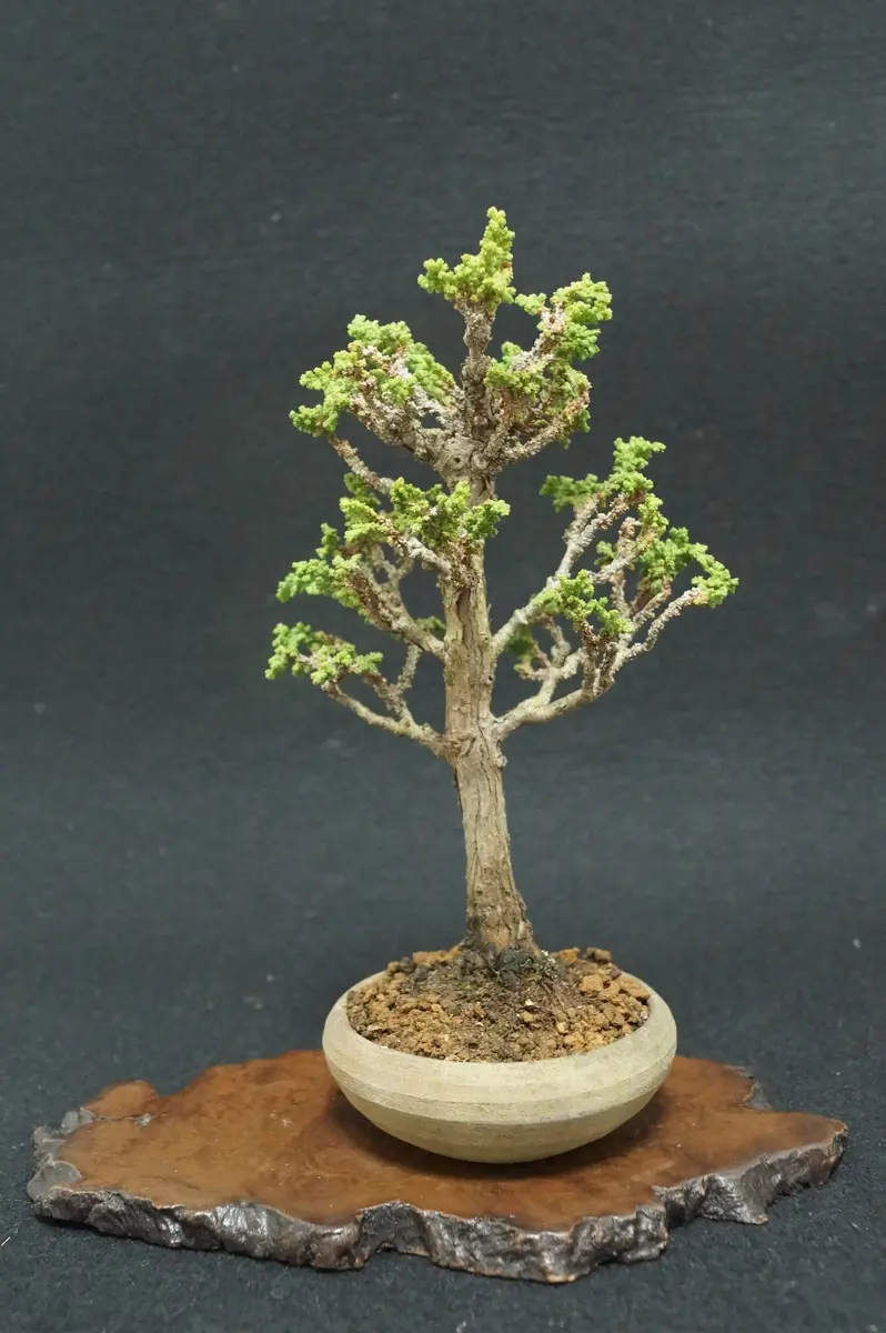 盆栽 「石化ヒノキ」挿し木｜園芸日記byFLOWERMAN｜みんなの趣味の園芸