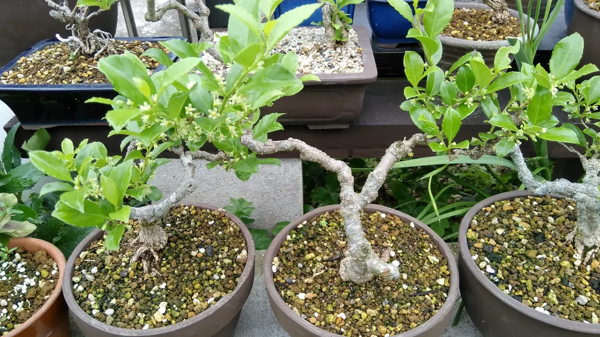 実モノ盆栽の花-蔓梅擬(ツルウメモドキ)|園芸日記byshinji70 実モノ盆栽の花-蔓梅擬(ツルウメモドキ)|園芸日記byshinji70