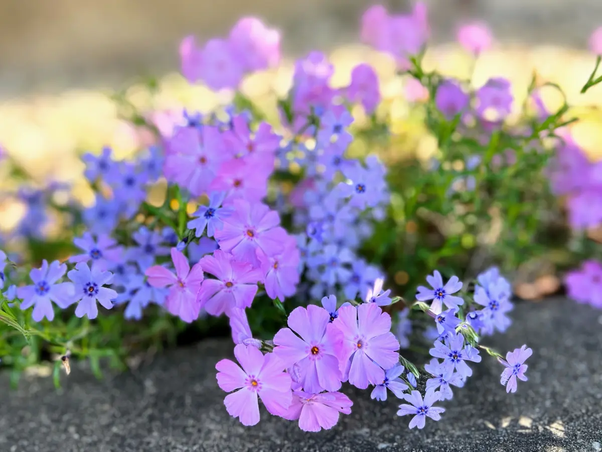 芝桜孝明 20250418満開の芝桜富士を歌い登る勝ぼうず東かがわ市白鳥神社近く