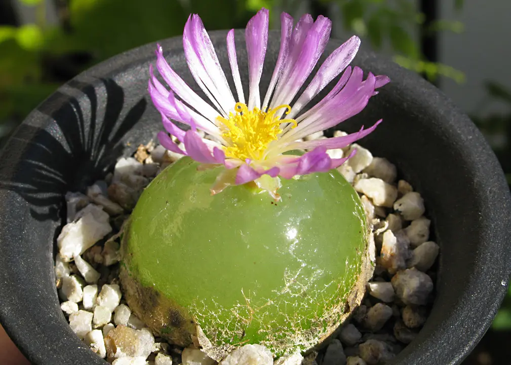 専用　コノフィツム ヤンギー　　群生株 専用 コノフィツム ヤンギー 群生株 コノフィツムとは｜育て方が