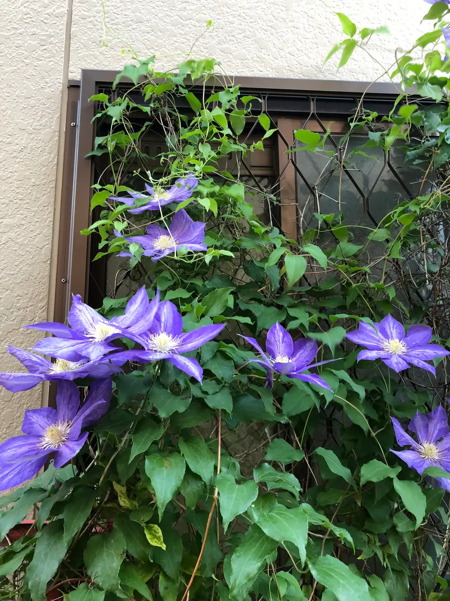 窓に絡んで、クレマチスが咲きました。｜園芸日記byチョコ｜みんなの