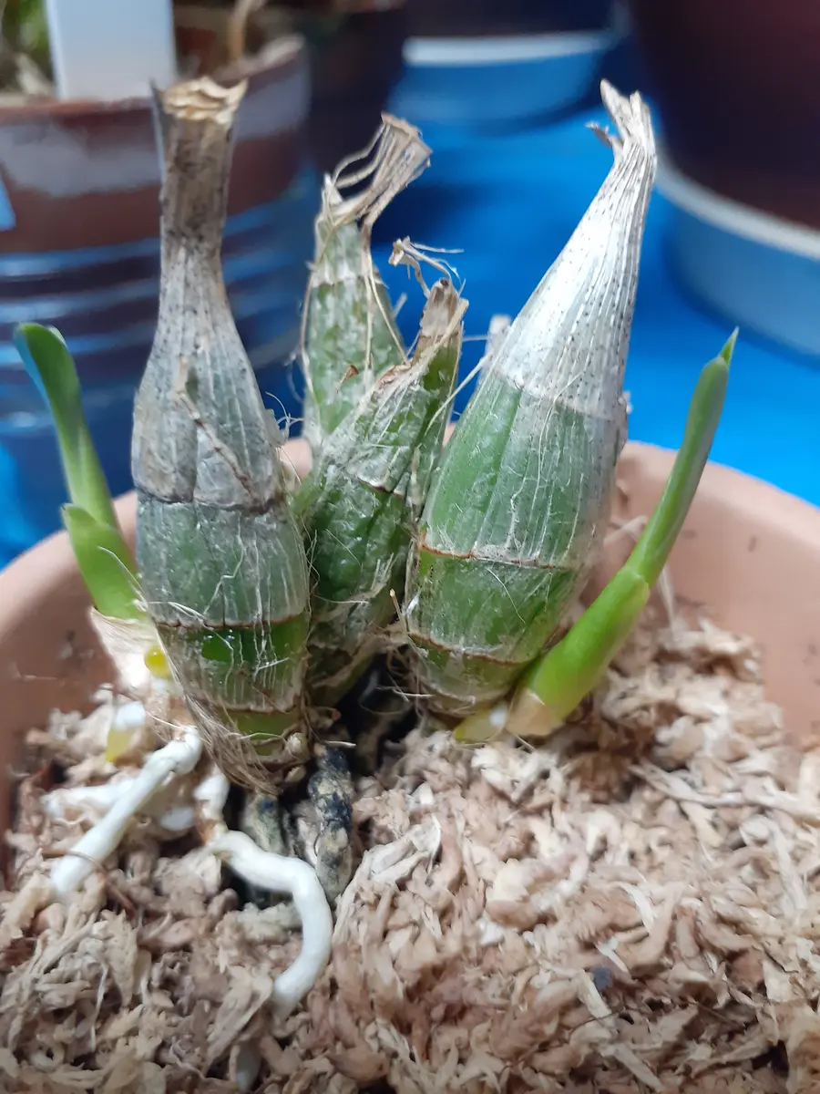 タケノコ蘭｜園芸日記byワインシャワー｜みんなの趣味の園芸｜1198553