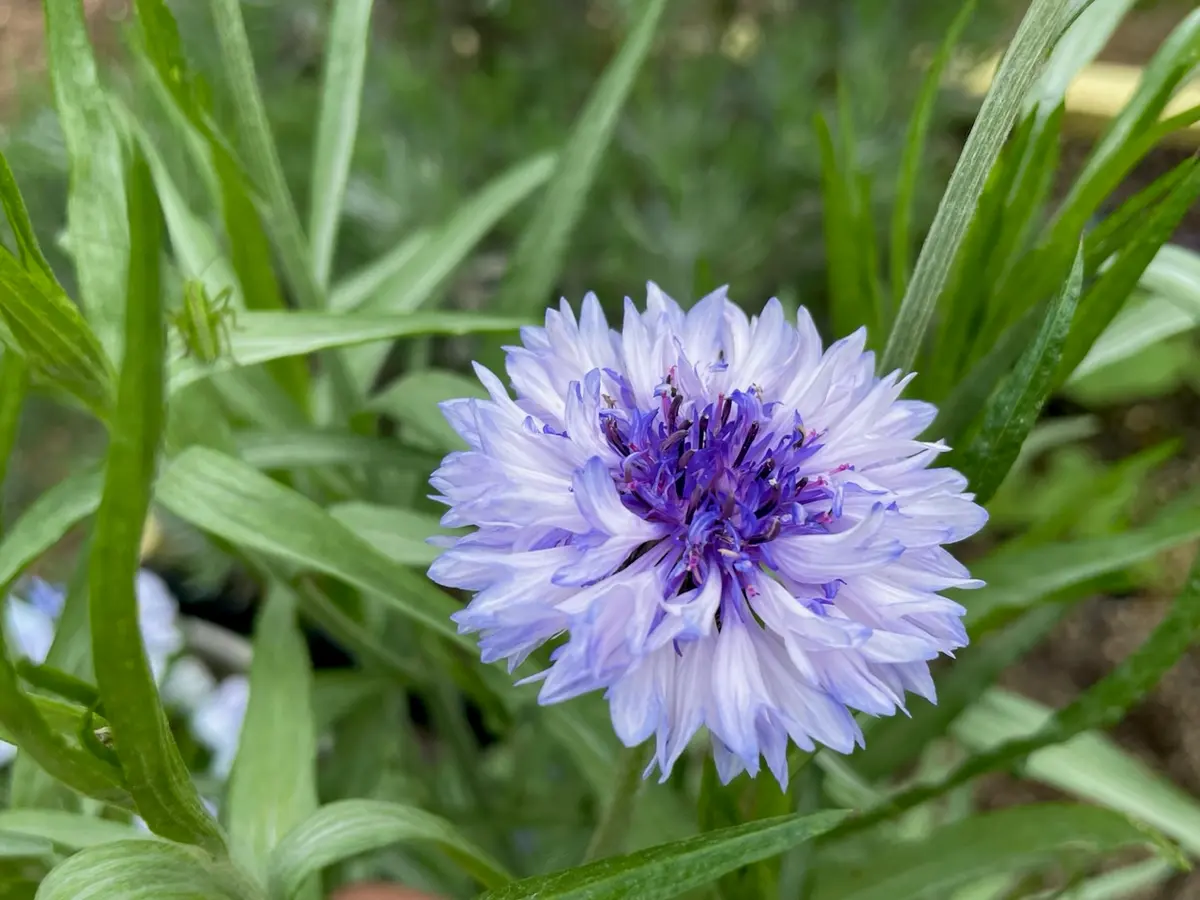 多肉植物　マリー・アントワネット錦 専用 専用 マリーアントワネット 多肉植物 【公式通販】