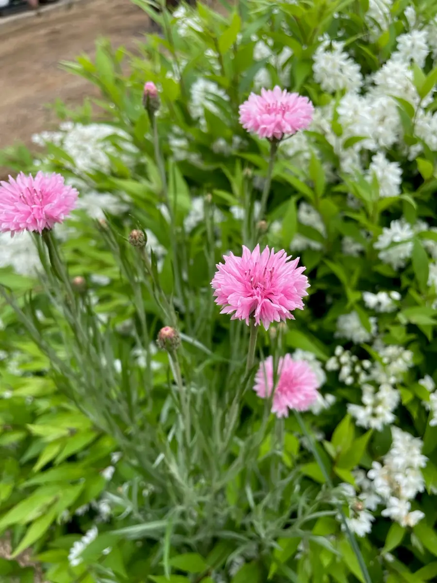 多肉植物　マリー・アントワネット錦 専用 専用 マリーアントワネット 多肉植物 【公式通販】
