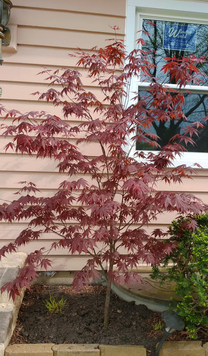 去年植えたモミジの1年後｜園芸日記byあき子｜みんなの趣味の園芸｜1198694