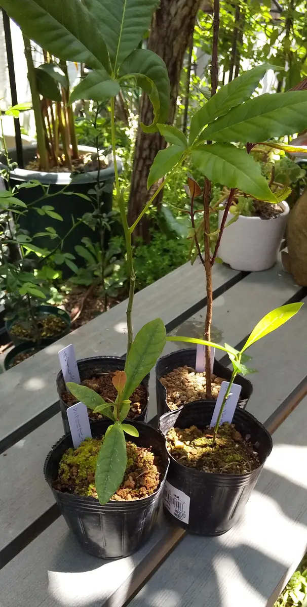 ピスタチオの日記一覧|庭民さんの園芸日記-みんなの趣味の園芸