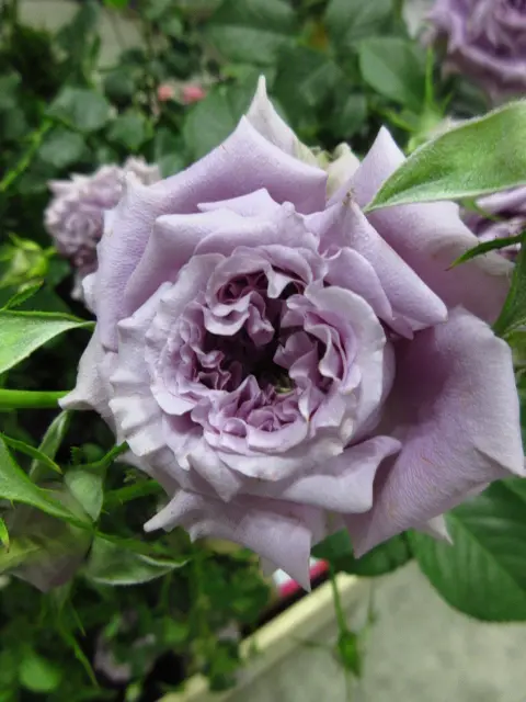 横浜フラワー&ガーデンフェスティバル・1｜園芸日記by牡牛座の