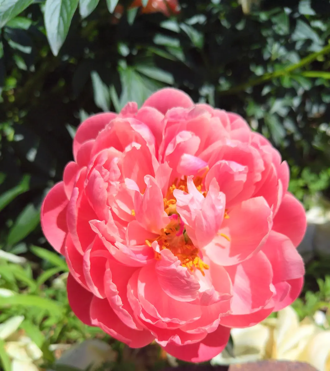大船フラワーセンターの芍薬💮コーラルチャーム｜園芸日記byjictenko